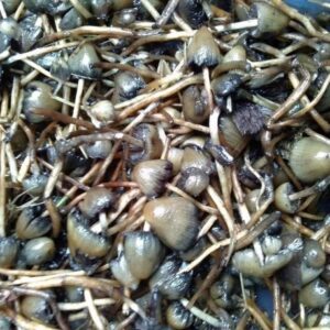 Psilocybe semilanceata